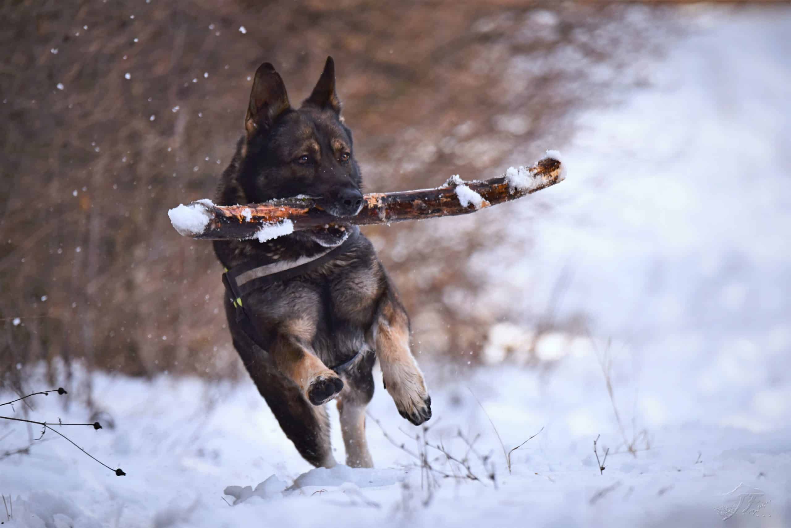 how to keep a dog house warm in winter