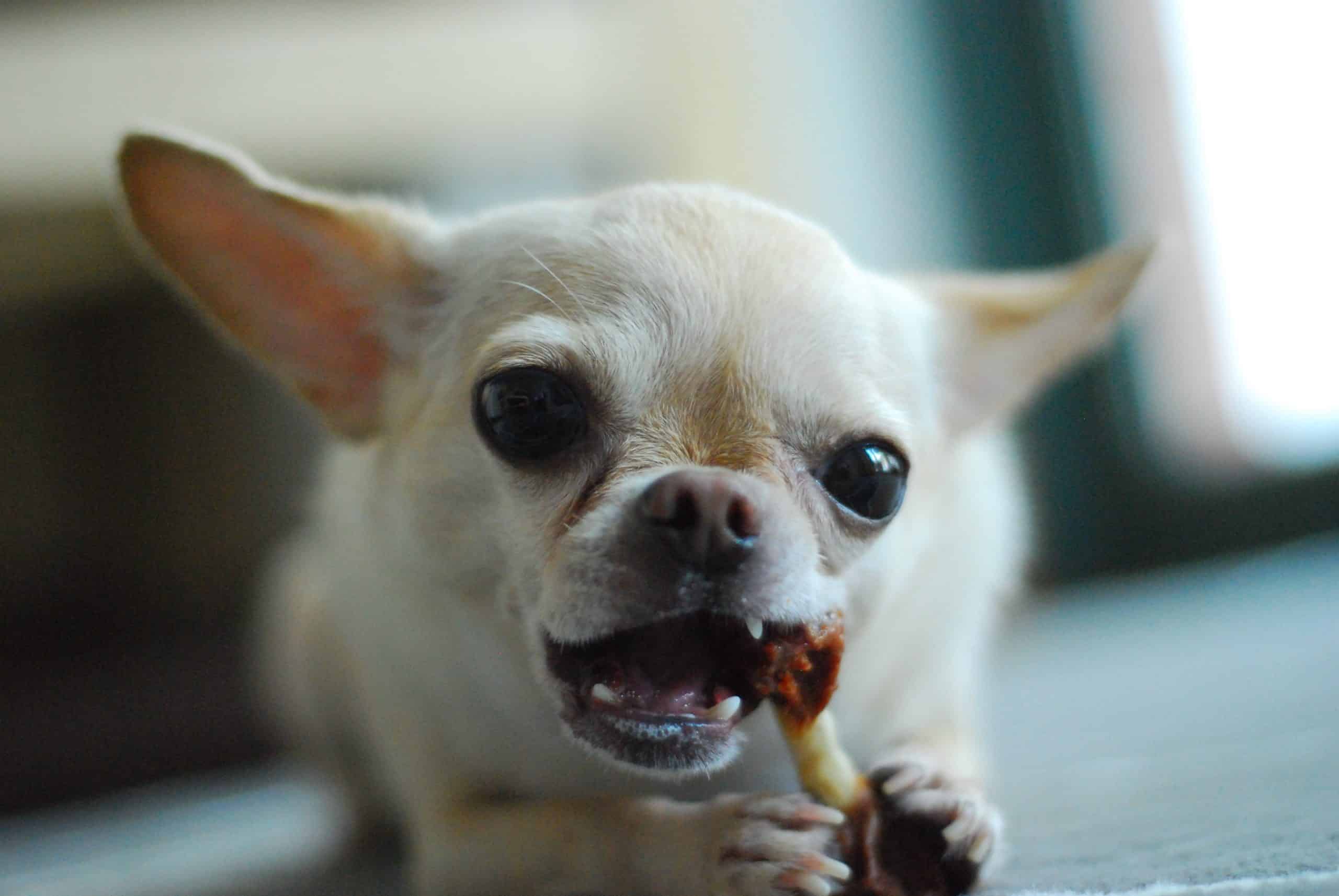 chiwawa eating bone as a protein food