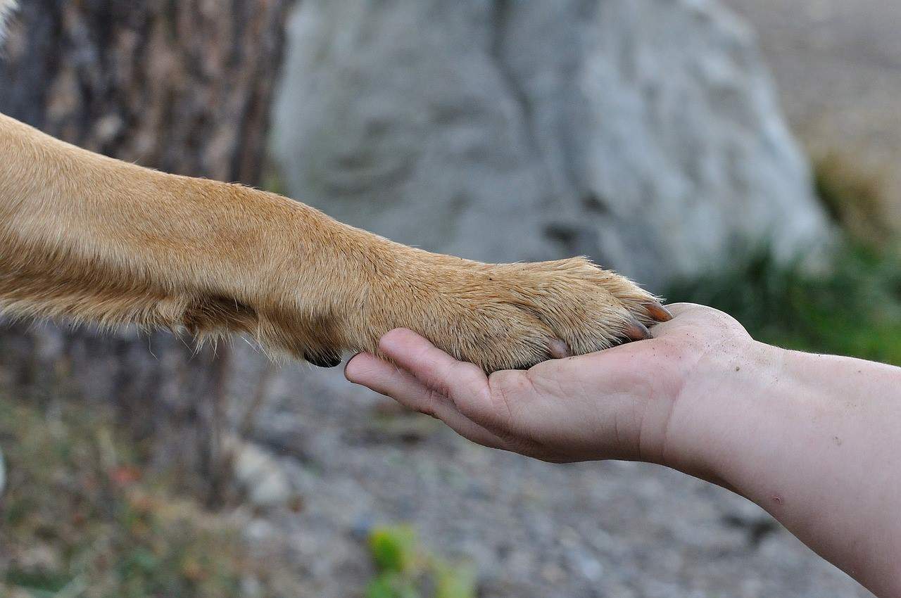 does paw size determine dog size