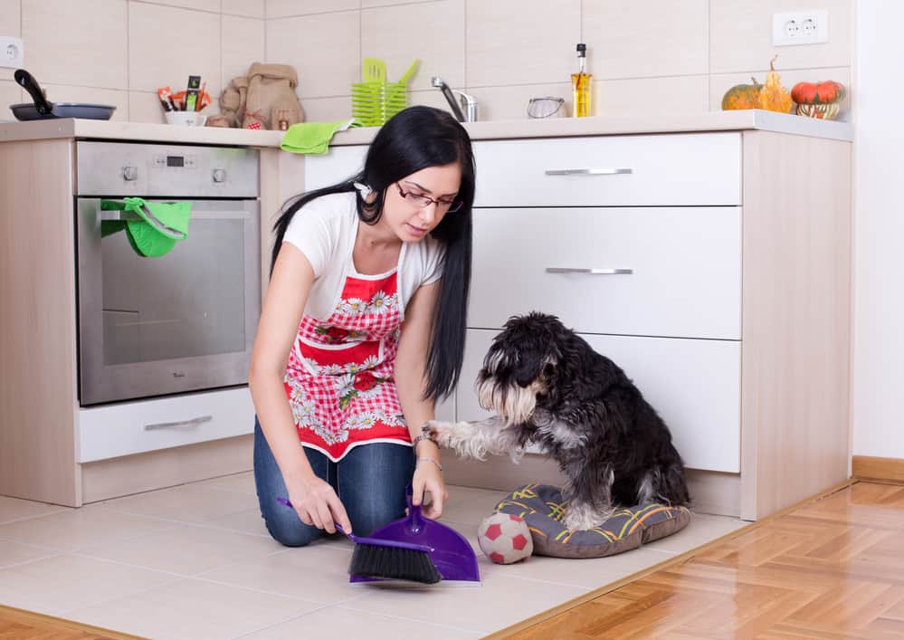 how-to-get-rid-of-dog-poop-smell-in-house-using-simple-items