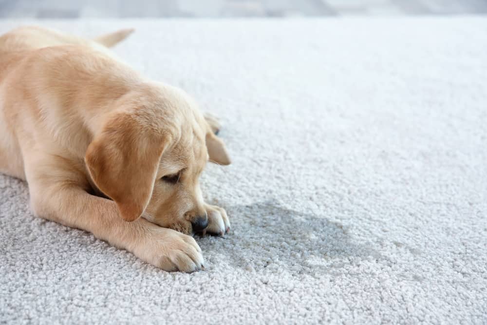 how do you get stains out of a white dogs fur