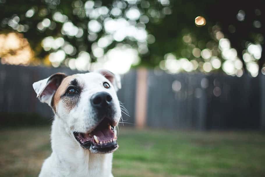 making dog happy