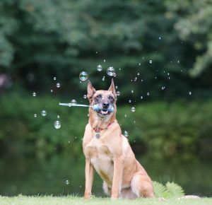 can eating bubbles make a dog sick