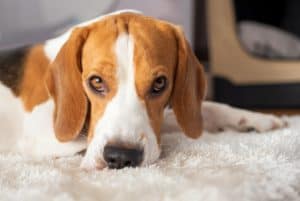 Why Do Dogs Scratch Carpet? 5 Important Things You must Know