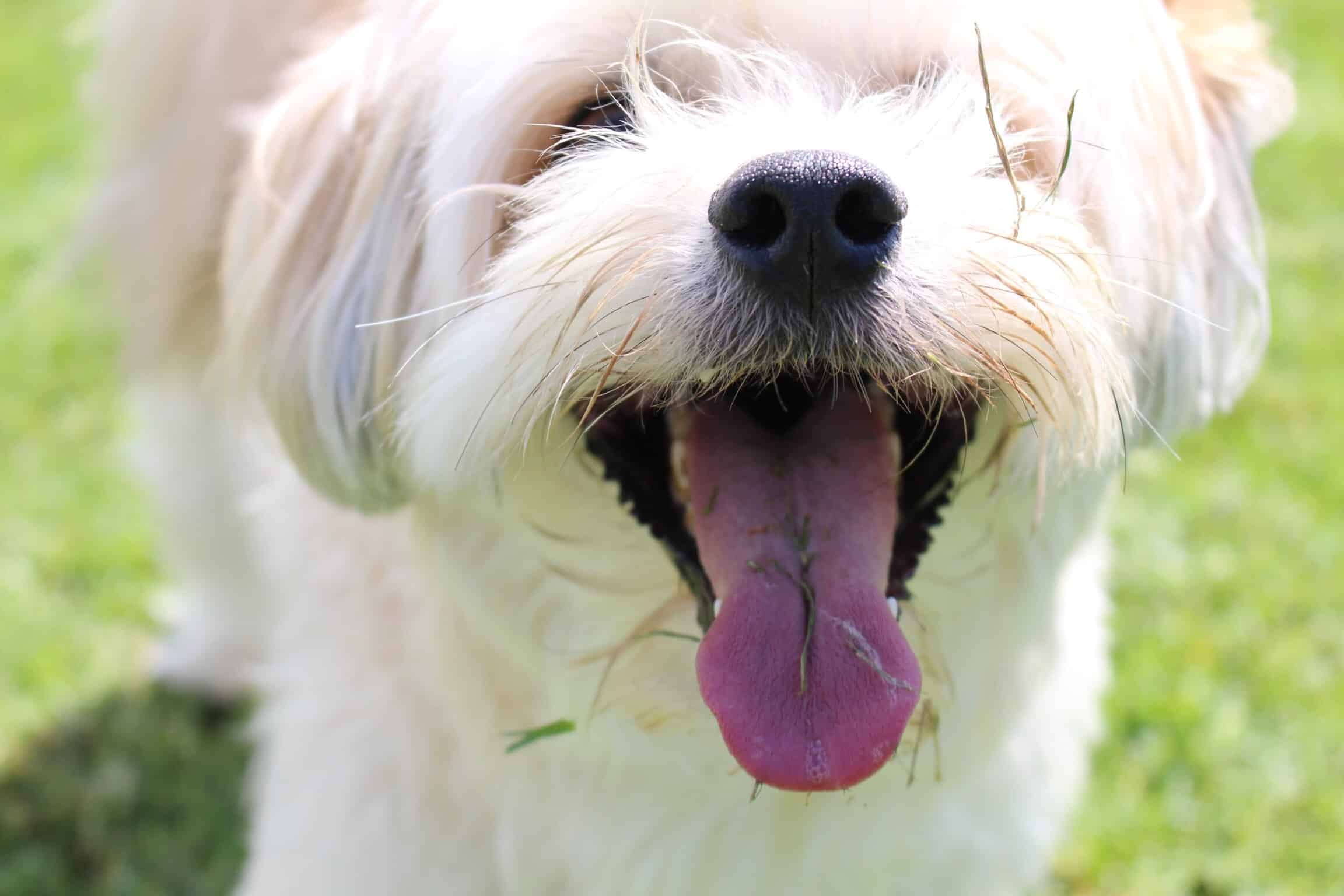 are cauliflower good for dogs