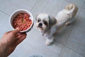 what is the best food for a shih tzu