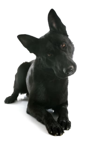 are black german shepherds recognized by akc