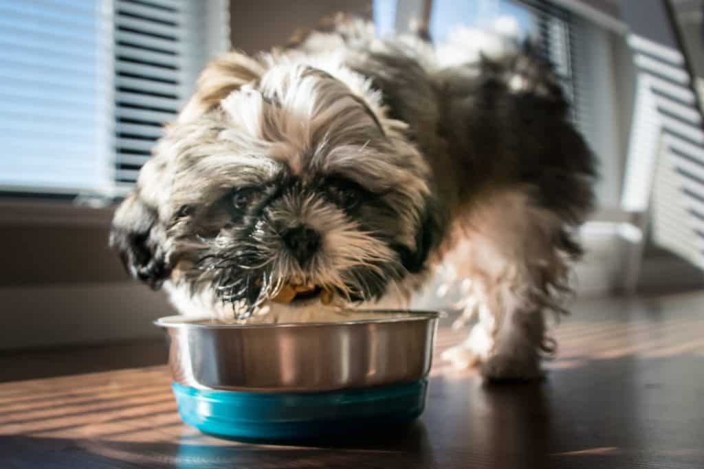 is it ok to give dogs marshmallows