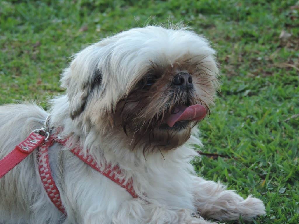 are shih tzu difficult to potty train