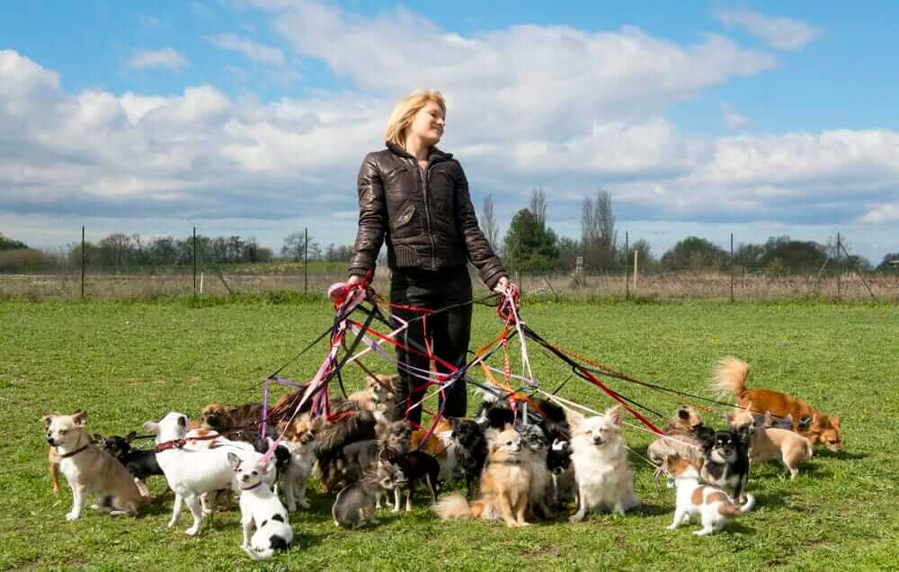 how much to charge as a dog walker