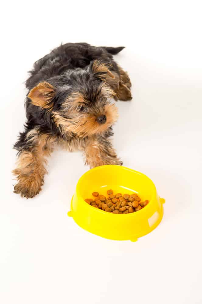 how much should a yorkshire terrier eat