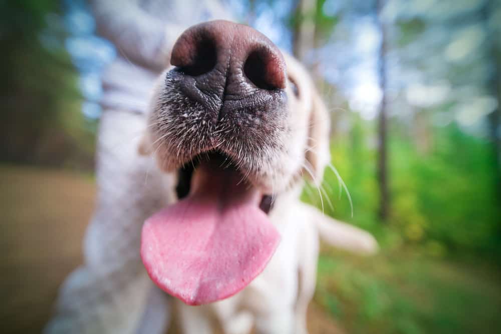 how to treat nasal congestion in dogs