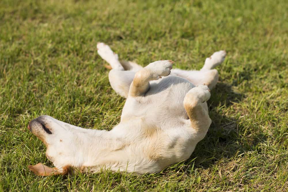 6 (Easy Steps) On How to Teach a Dog to Roll Over
