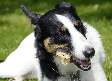 Can small dogs on sale have pork rib bones