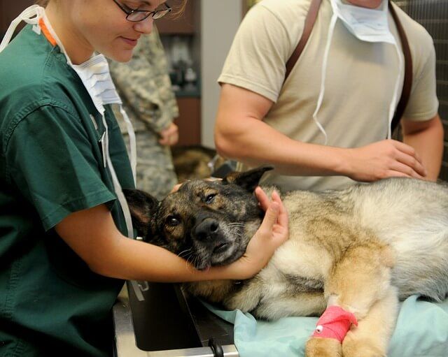 Will Bobcats Attack Dogs? - Here's What You Need To Know