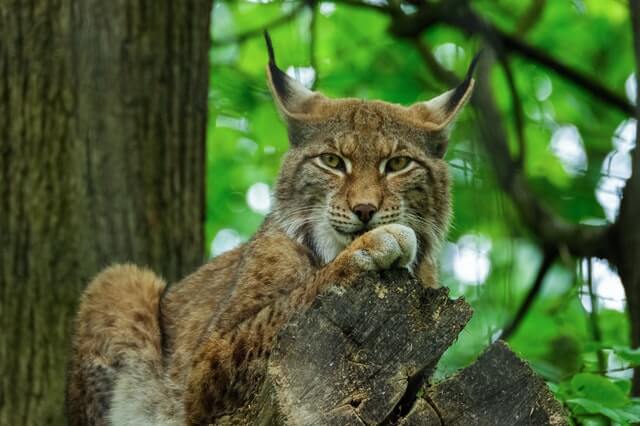 Will Bobcats Attack Dogs? - Here's What You Need To Know