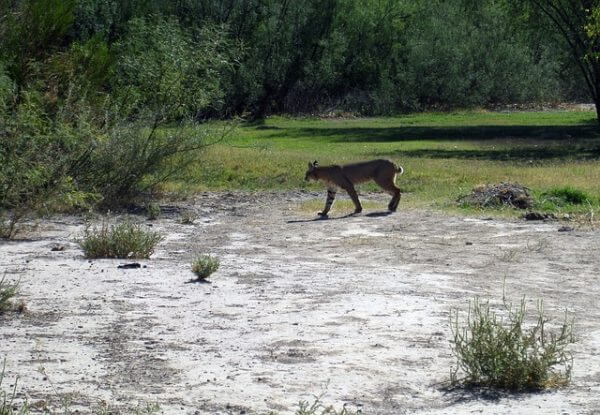 Will Bobcats Attack Dogs? - Here's What You Need To Know