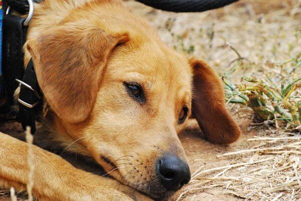 Will Bobcats Attack Dogs? - Here's What You Need To Know